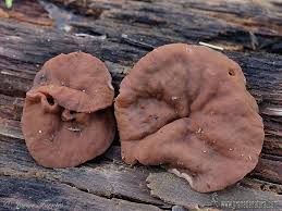 Attēlu rezultāti vaicājumam “Discina perlata”