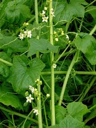 Attēlu rezultāti vaicājumam “Cribraria oregana macro”