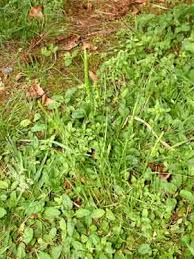Attēlu rezultāti vaicājumam “Cynosurus cristatus flower”