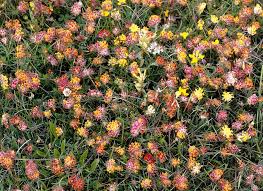 Attēlu rezultāti vaicājumam “Anthyllis vulneraria”