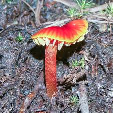 Attēlu rezultāti vaicājumam “Mucronella”