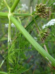 Attēlu rezultāti vaicājumam “Oenanthe aquatica flower”