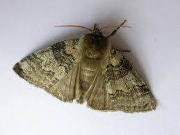 Attēlu rezultāti vaicājumam “Tethea or”