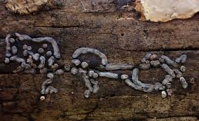 Attēlu rezultāti vaicājumam “Diderma hemisphaericum”