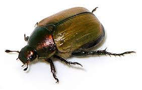 Attēlu rezultāti vaicājumam “Anomala dubia”