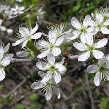 Attēlu rezultāti vaicājumam “Tilia tomentosa flower”