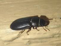 Attēlu rezultāti vaicājumam “Trogossitidae”