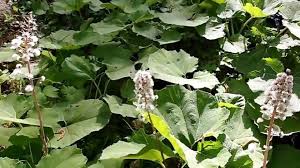 Image result for Petasites officinalis