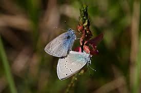 Attēlu rezultāti vaicājumam “Cyaniris semiargus underside”