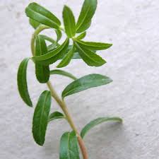 Attēlu rezultāti vaicājumam “Salix myrtilloides”