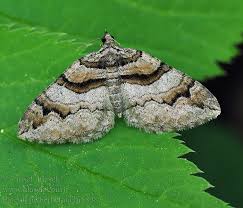 Attēlu rezultāti vaicājumam “Pareulype berberata”