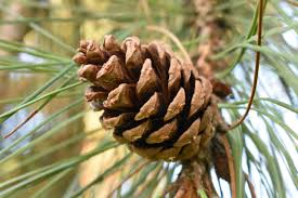 Attēlu rezultāti vaicājumam “Pinus nigra”