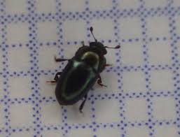 Attēlu rezultāti vaicājumam “Meligethes sp.”