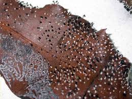 Attēlu rezultāti vaicājumam “Diachea leucopodia”