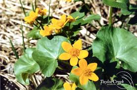 Attēlu rezultāti vaicājumam “Caltha palustris”