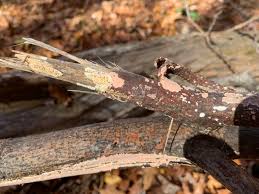 Attēlu rezultāti vaicājumam “Corticium roseum”
