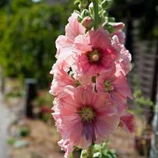 Attēlu rezultāti vaicājumam “Alcea rosea flower”
