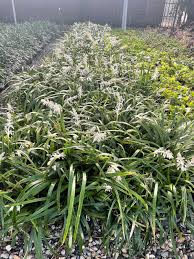 Attēlu rezultāti vaicājumam “Dianemataceae”