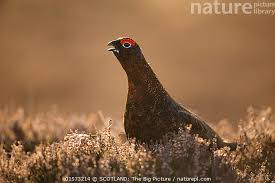 Attēlu rezultāti vaicājumam “Lagopus lagopus male”