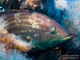 Image result for Epinephelus costae