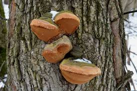 Attēlu rezultāti vaicājumam “Phellinus robustus”