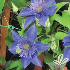 Image result for clematis multi blue