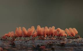 Attēlu rezultāti vaicājumam “Arcyria denudata macro”