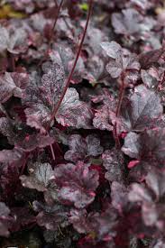 Image result for Heuchera `Midnight Rose`