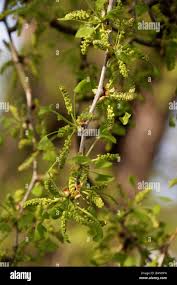 Attēlu rezultāti vaicājumam “Ginkgo biloba male flower”