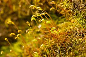 Attēlu rezultāti vaicājumam “Brachythecium albicans sporophyte”