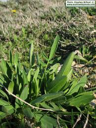 Attēlu rezultāti vaicājumam “Anthyllis vulneraria leaf”