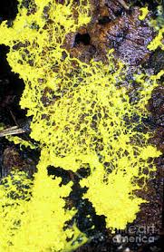 Attēlu rezultāti vaicājumam “Physarum penetrale spores”