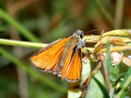 Attēlu rezultāti vaicājumam “Thymelicus sylvestris female”