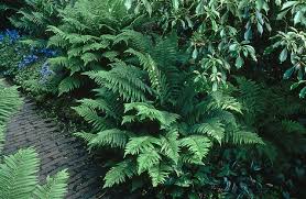 Attēlu rezultāti vaicājumam “Polystichum aculeatum”