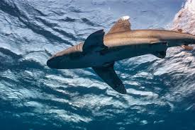 Image result for Carcharhinus longimanus