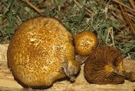 Attēlu rezultāti vaicājumam “Gymnopilus picreus”