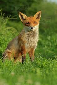 Attēlu rezultāti vaicājumam “Vulpes vulpes  adult”