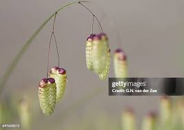 Attēlu rezultāti vaicājumam “Briza media bud”