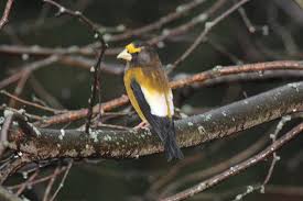 Image result for Hesperiphona vespertina