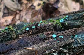 Attēlu rezultāti vaicājumam “Chlorociboria aeruginascens”