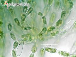 Attēlu rezultāti vaicājumam “Batrachospermum moniliforme”