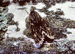 Attēlu rezultāti vaicājumam “Brachionycha nubeculosa”