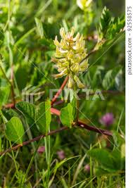 Attēlu rezultāti vaicājumam “Astragalus glycyphyllos flower”