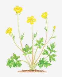 Attēlu rezultāti vaicājumam “Ranunculus bulbosus flower”