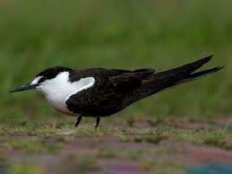 Image result for Onychoprion fuscatus