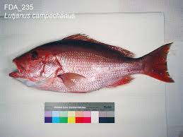 Image result for Lutjanus campechanus