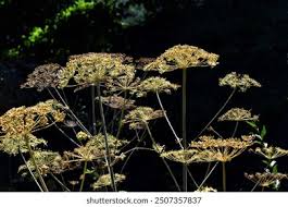 Attēlu rezultāti vaicājumam “Heracleum sphondylium subsp. sibiricum fruit”