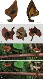 Attēlu rezultāti vaicājumam “Polyporus tubaeformis”