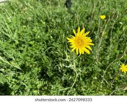 Attēlu rezultāti vaicājumam “Tragopogon pratensis subsp. pratensis bud”