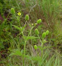 Attēlu rezultāti vaicājumam “Ranunculus brunnescens”